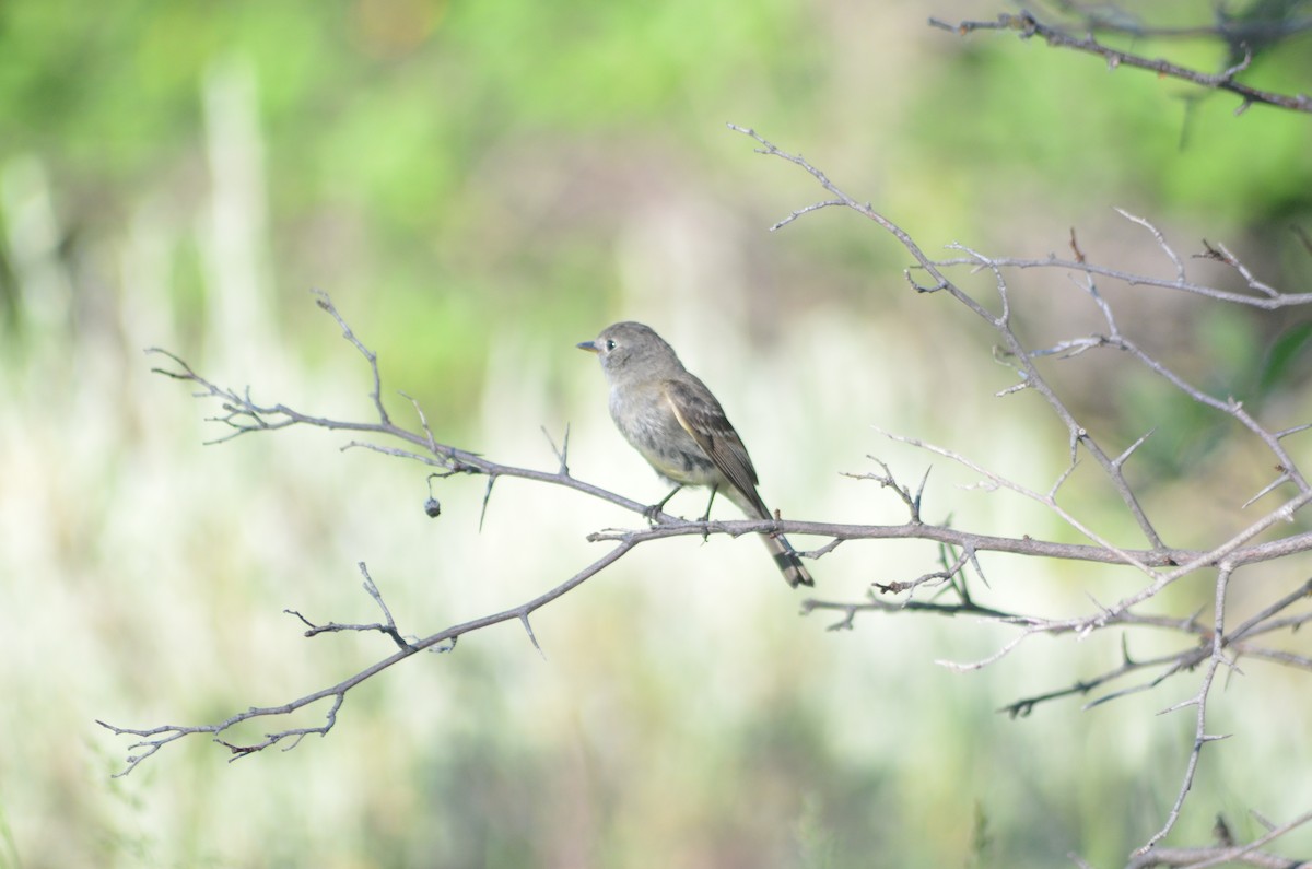 Blasskehl-Schnäppertyrann - ML193053821