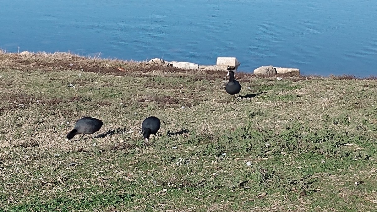 American Coot - ML193055161