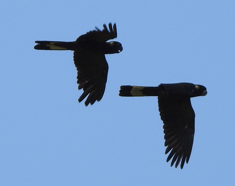 Yellow-tailed Black-Cockatoo - ML193055281