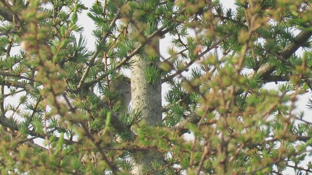 White-eyed Vireo - ML193056411