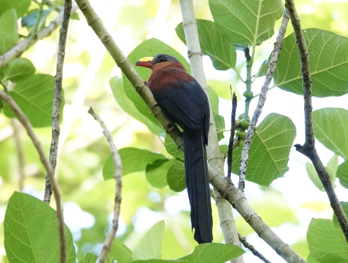 Yellow-billed Malkoha - ML193056571