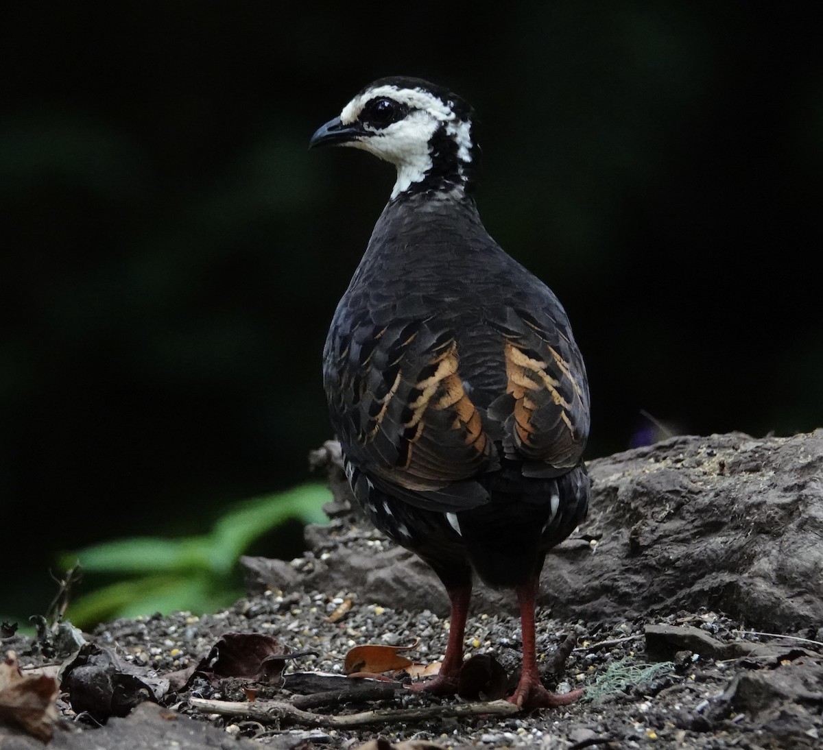 Gray-breasted Partridge - David Diller