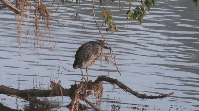 Yellow-crowned Night Heron - ML193058031