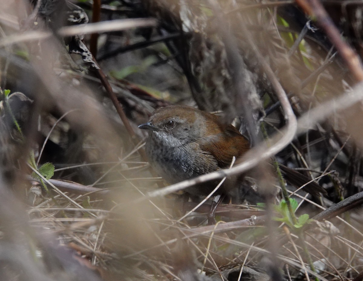 Javan Bush Warbler - ML193058081