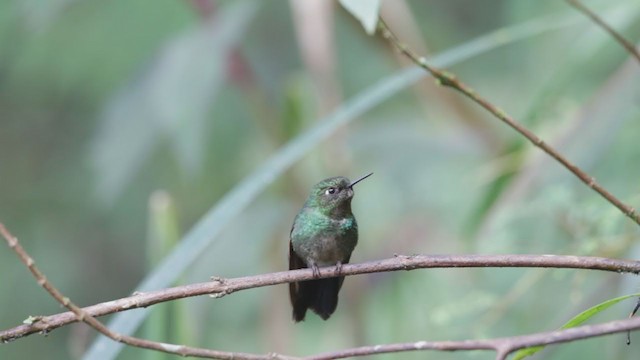 Colibrí Lucero - ML193059201