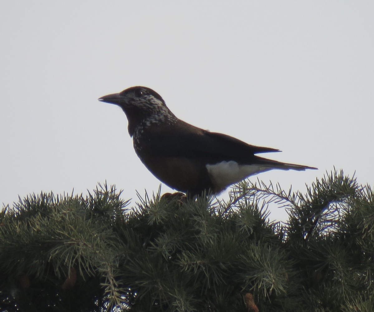 Eurasian Nutcracker - Kevin Long