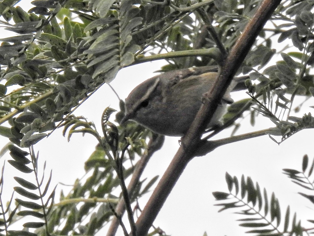 Hume's Warbler - ML193060401