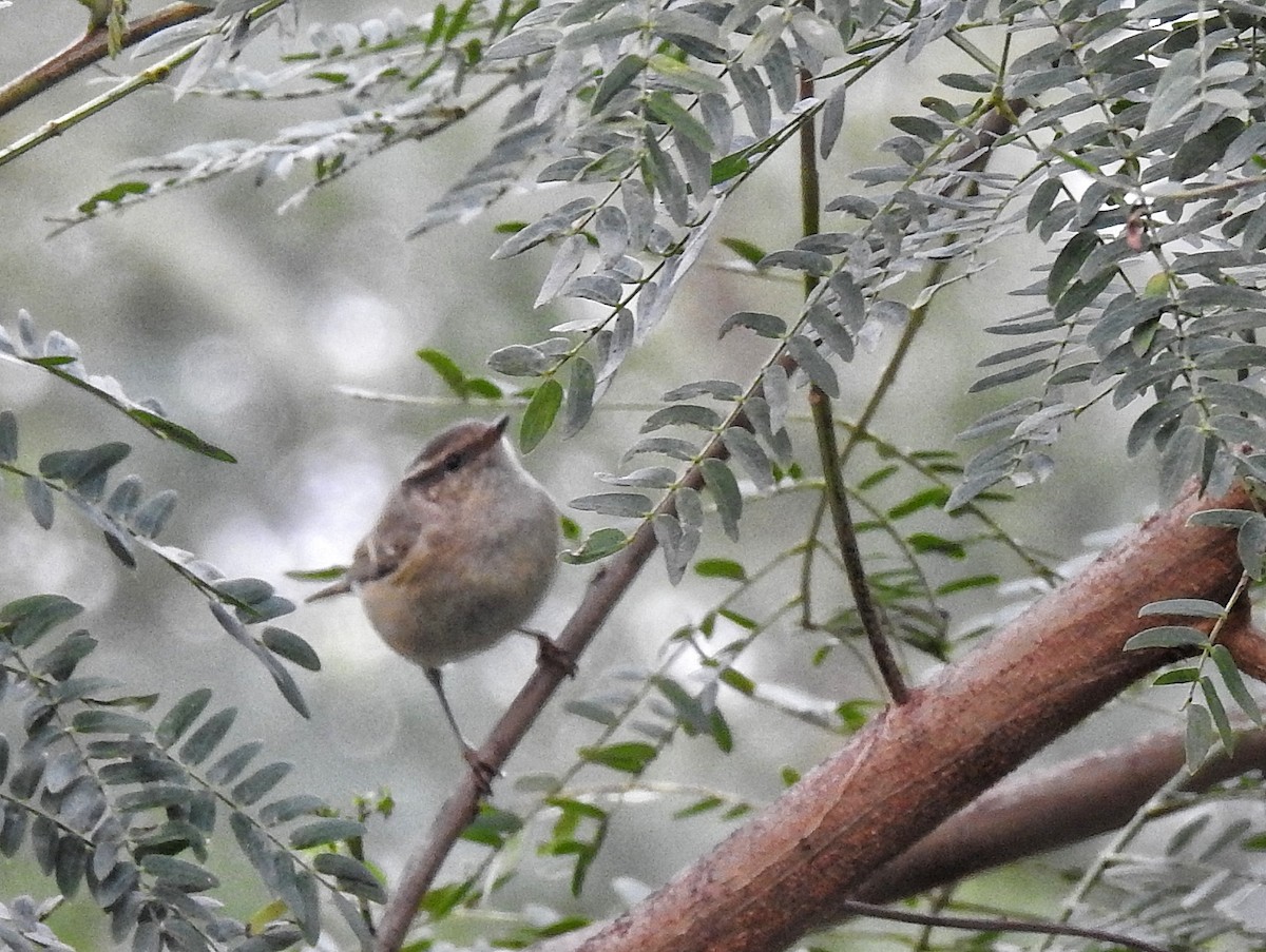 Hume's Warbler - ML193060421