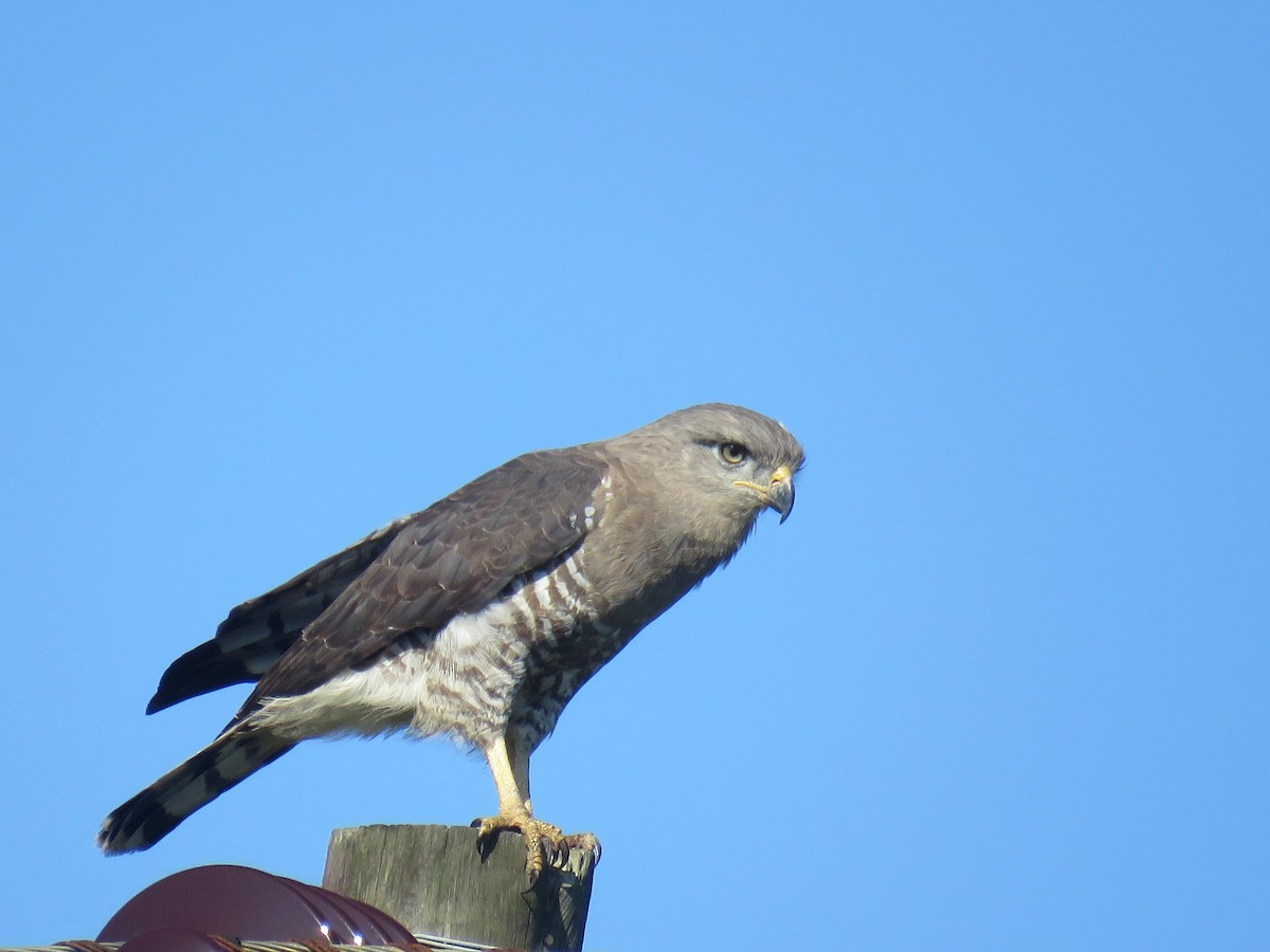 Southern Banded Snake-Eagle - Örjan Sjögren