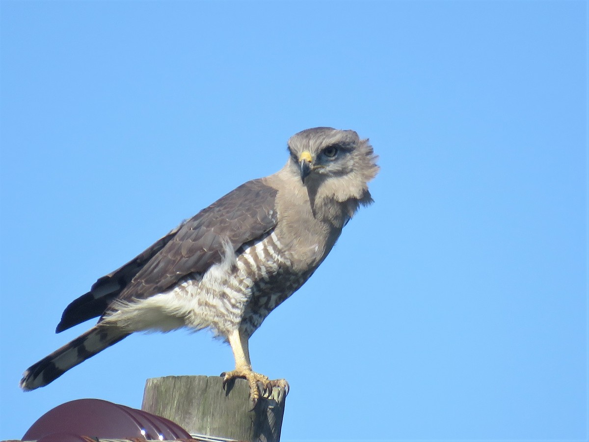 Fasciated Snake-Eagle - ML193061071