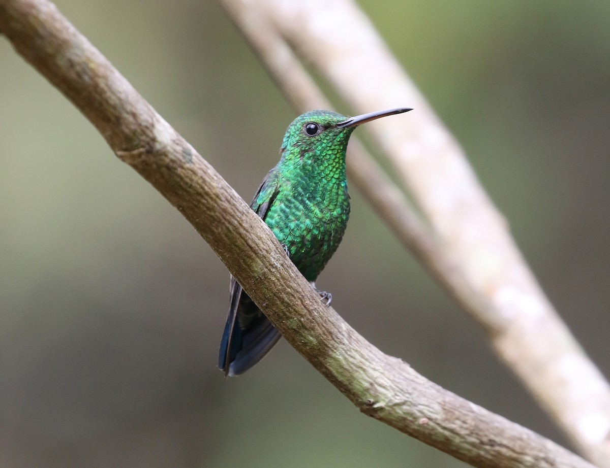 Steely-vented Hummingbird - ML193061841