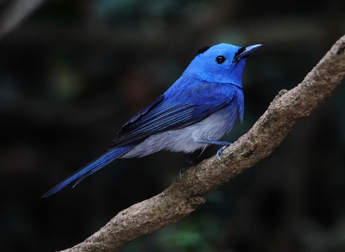 Black-naped Monarch - David Diller