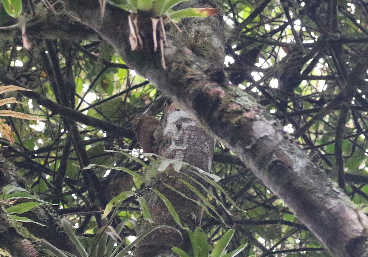 Cocoa Woodcreeper (Lawrence's) - ML193062381