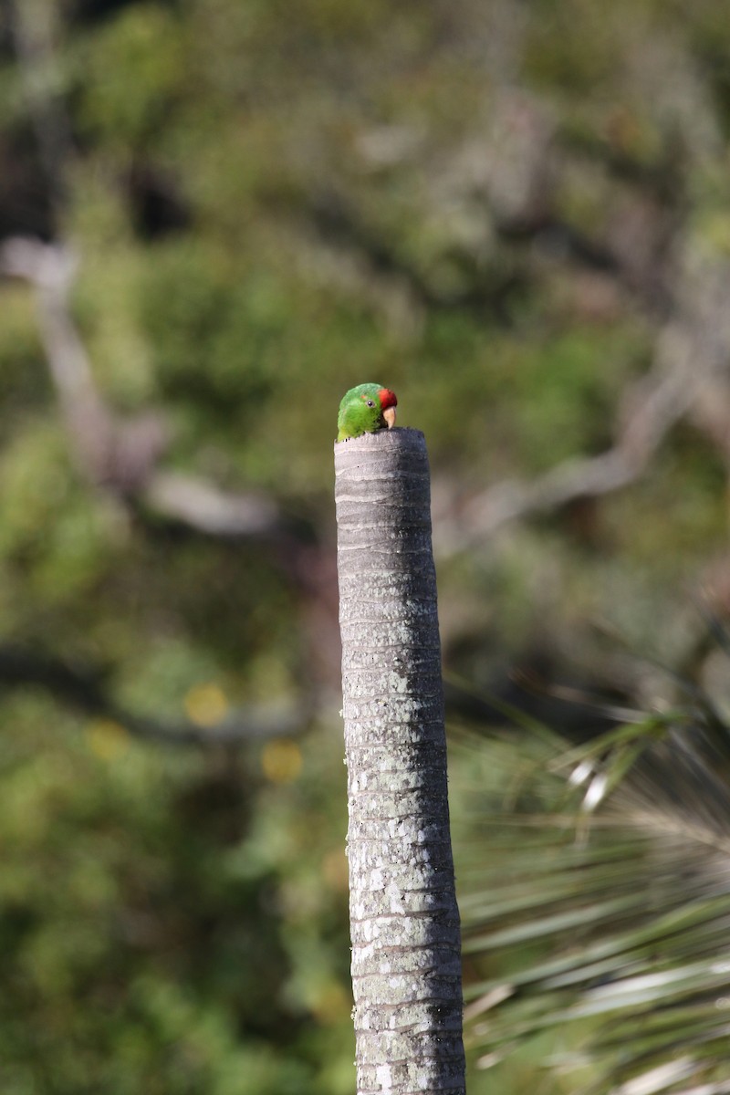 Scarlet-fronted Parakeet - ML193062501