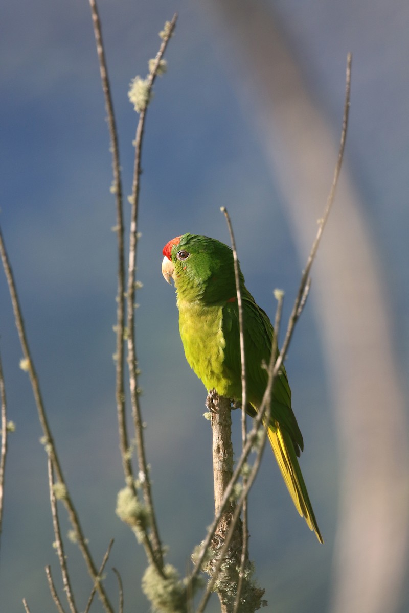 Scarlet-fronted Parakeet - Daniel Branch