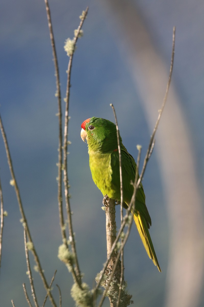 Scarlet-fronted Parakeet - ML193062631