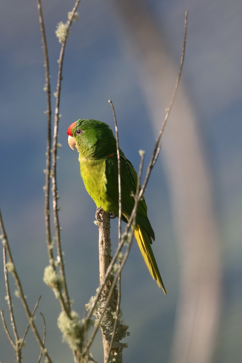 Scarlet-fronted Parakeet - ML193062731