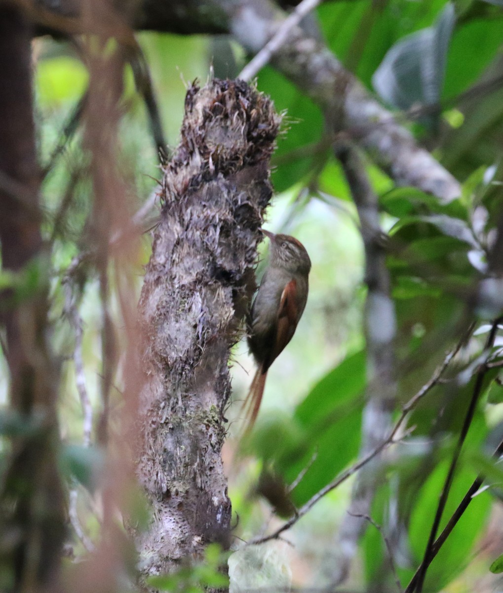 Streak-capped Spinetail - ML193062901