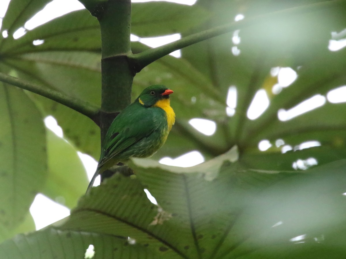 Cotinga à poitrine d'or - ML193062921