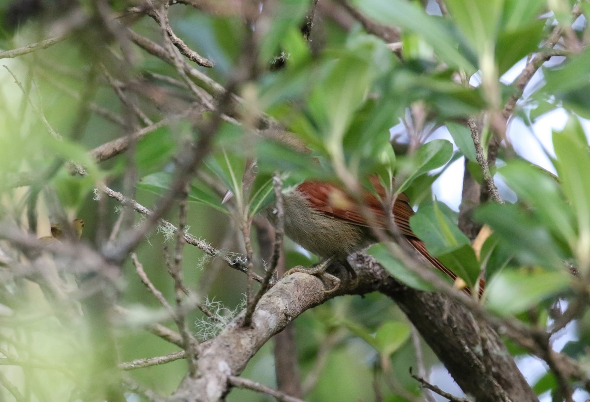 Streak-capped Spinetail - ML193062951