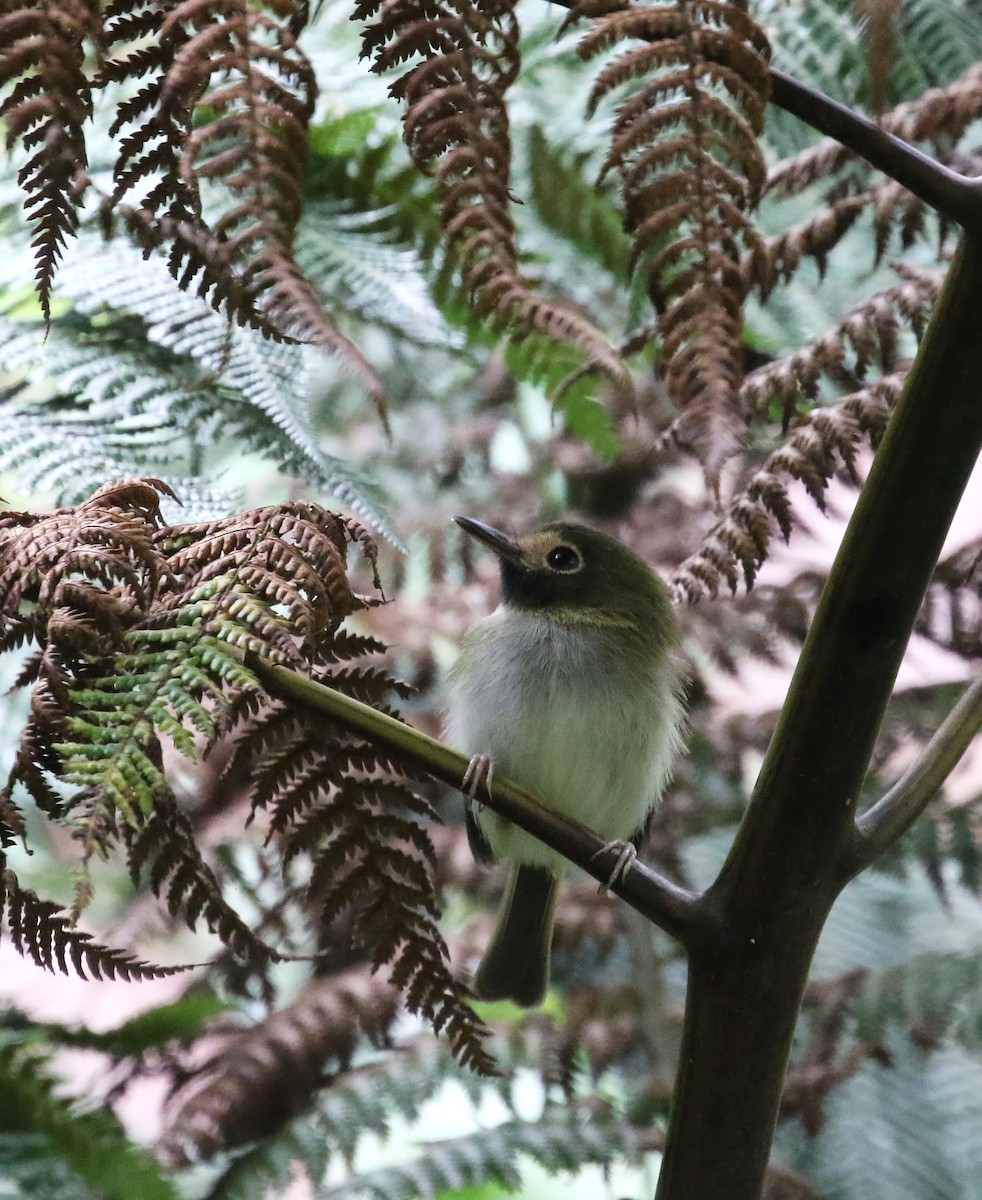 Black-throated Tody-Tyrant - ML193062981