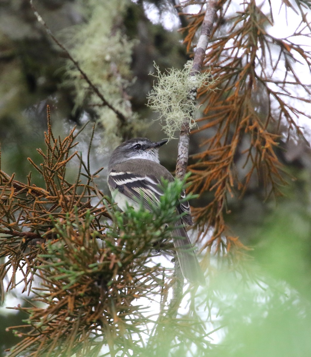 White-throated Tyrannulet - ML193062991