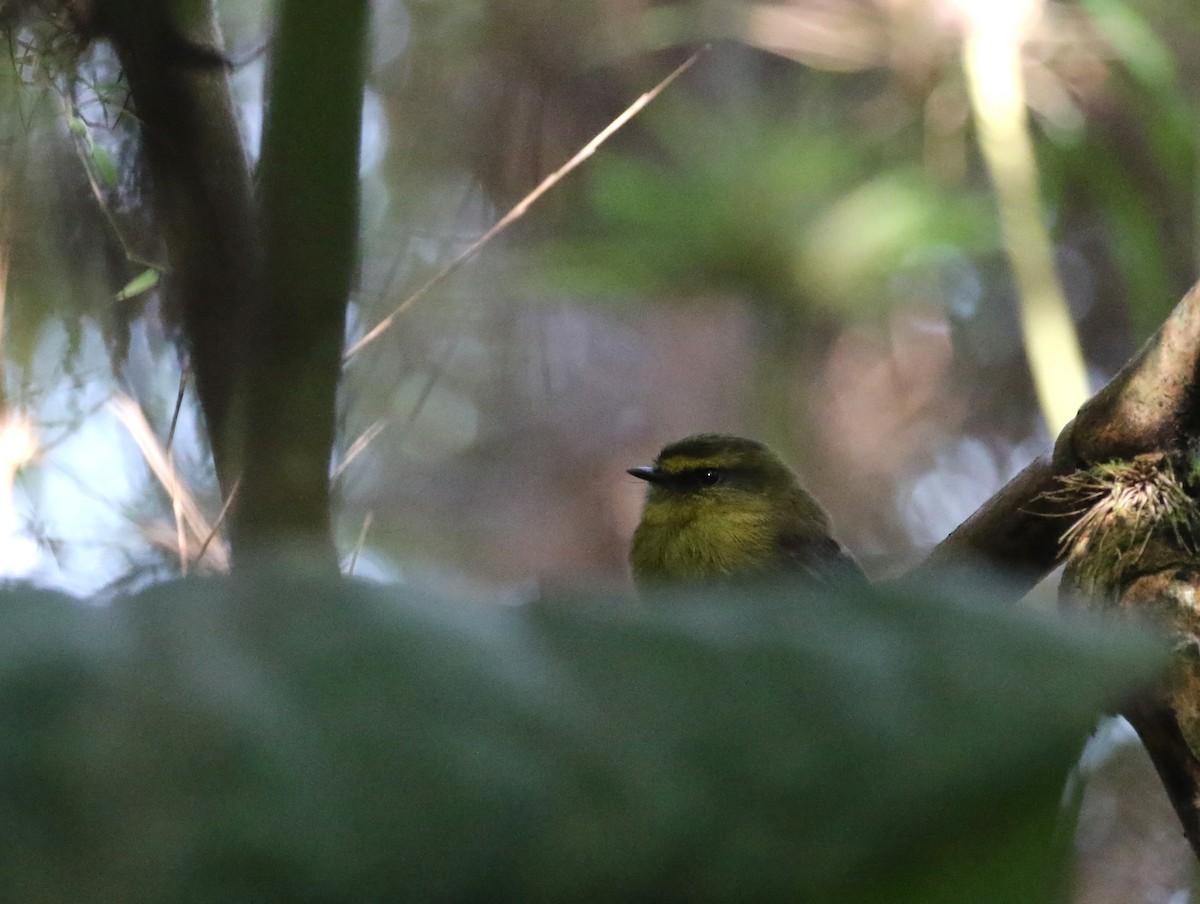 Yellow-bellied Chat-Tyrant - Daniel Branch