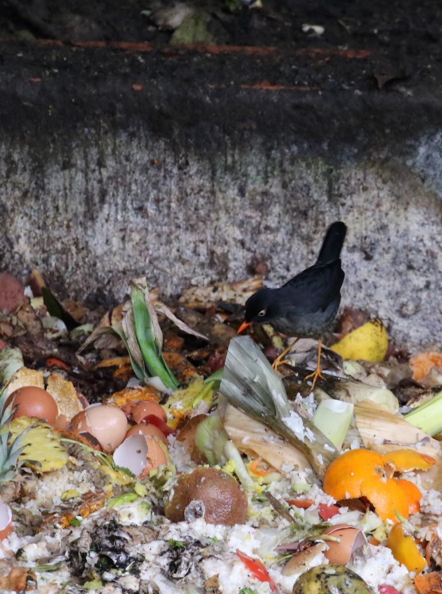 Slaty-backed Nightingale-Thrush (Slaty-backed) - ML193063251