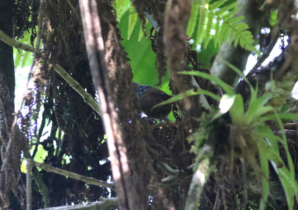 Hermit Wood-Wren - ML193063271