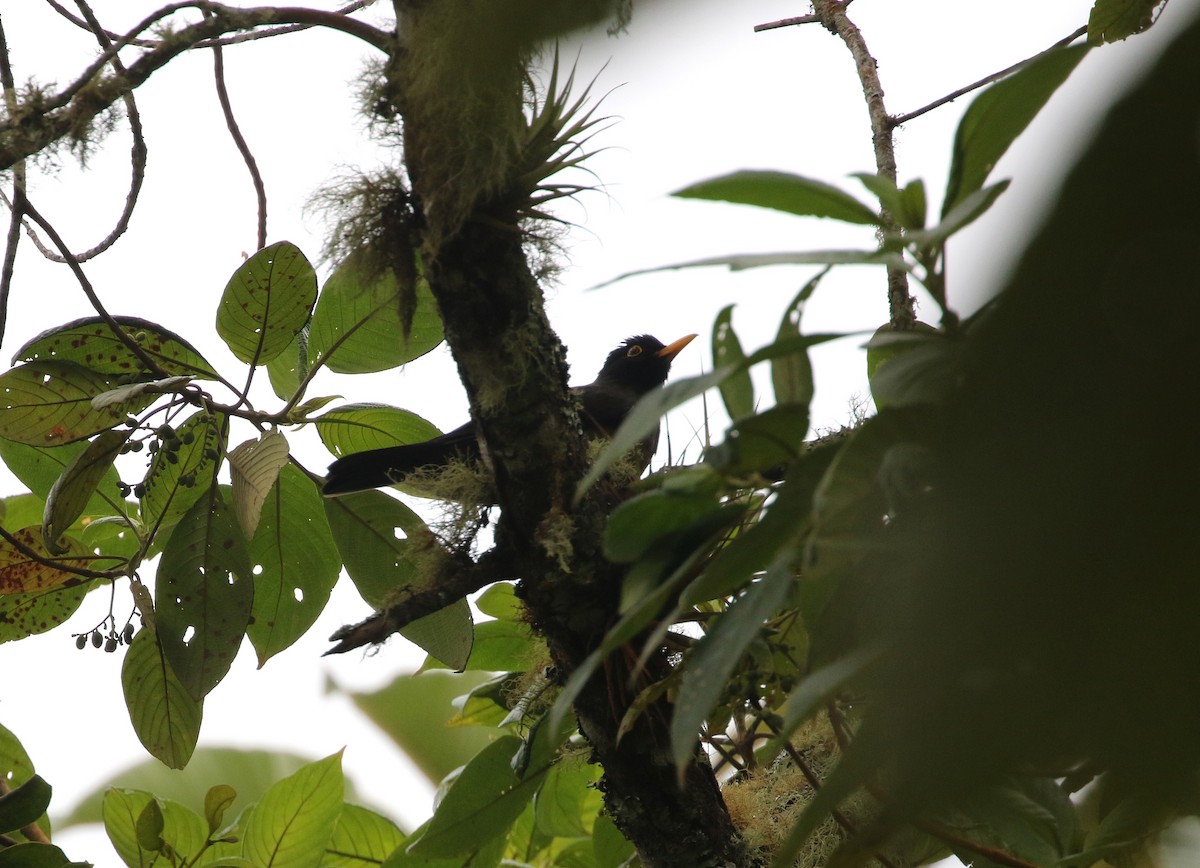 Black-hooded Thrush - ML193063401