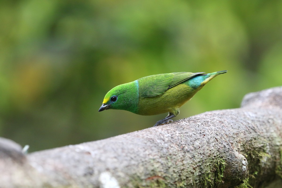 Blue-naped Chlorophonia - Daniel Branch