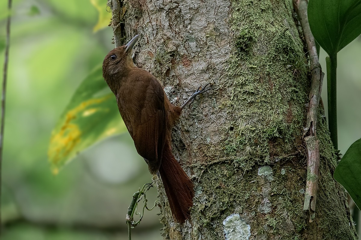 Plain-winged Woodcreeper (Plain-winged) - ML193063691