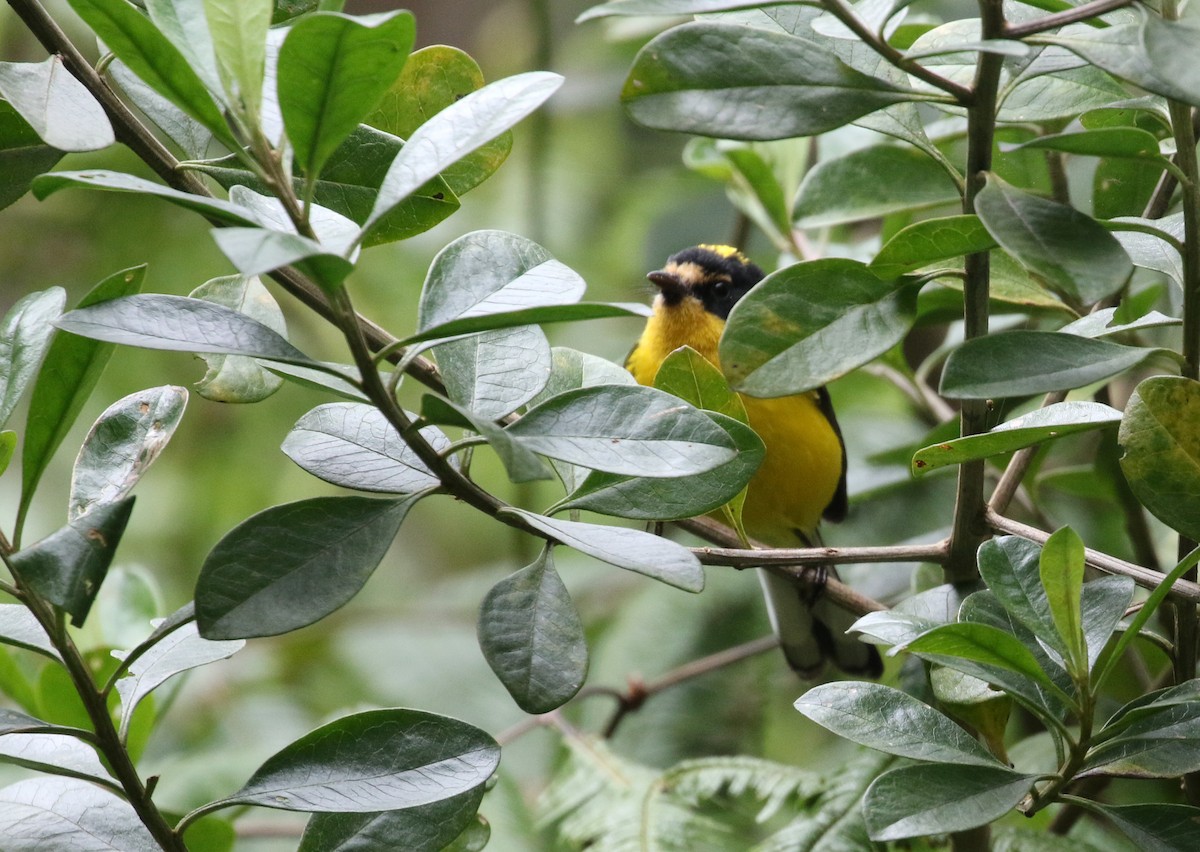 Yellow-crowned Redstart - ML193063761