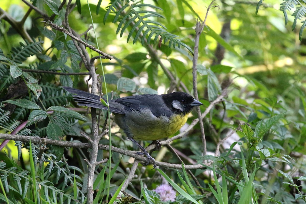 Santa Marta Brushfinch - ML193063771