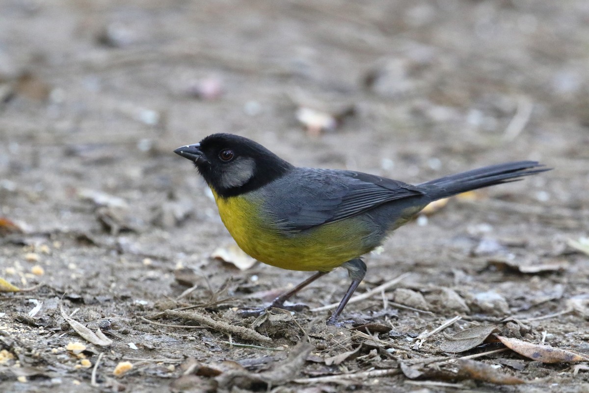 Santa Marta Brushfinch - Daniel Branch