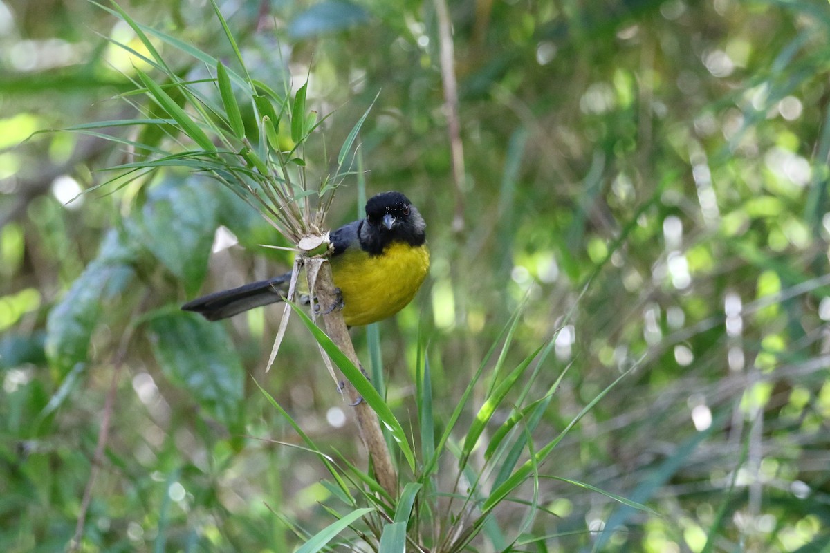 Santa Marta Brushfinch - ML193063841