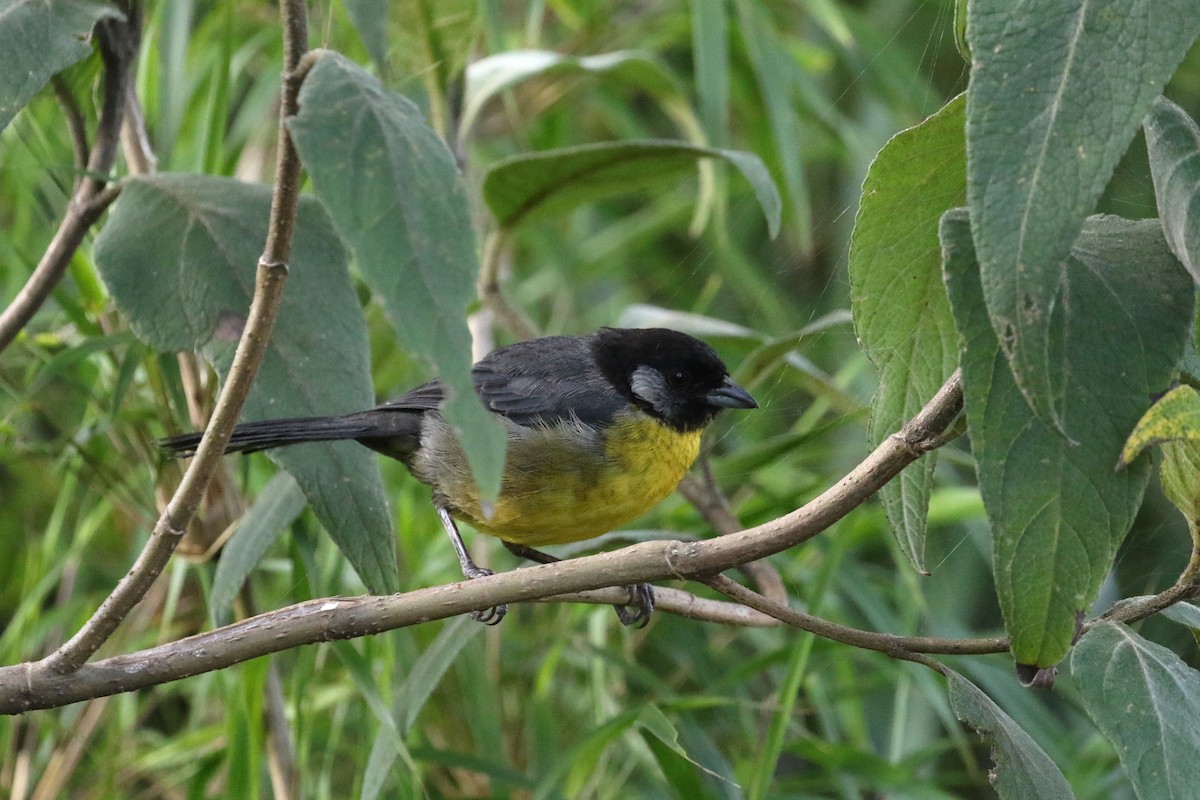 Santa Marta Brushfinch - ML193063861