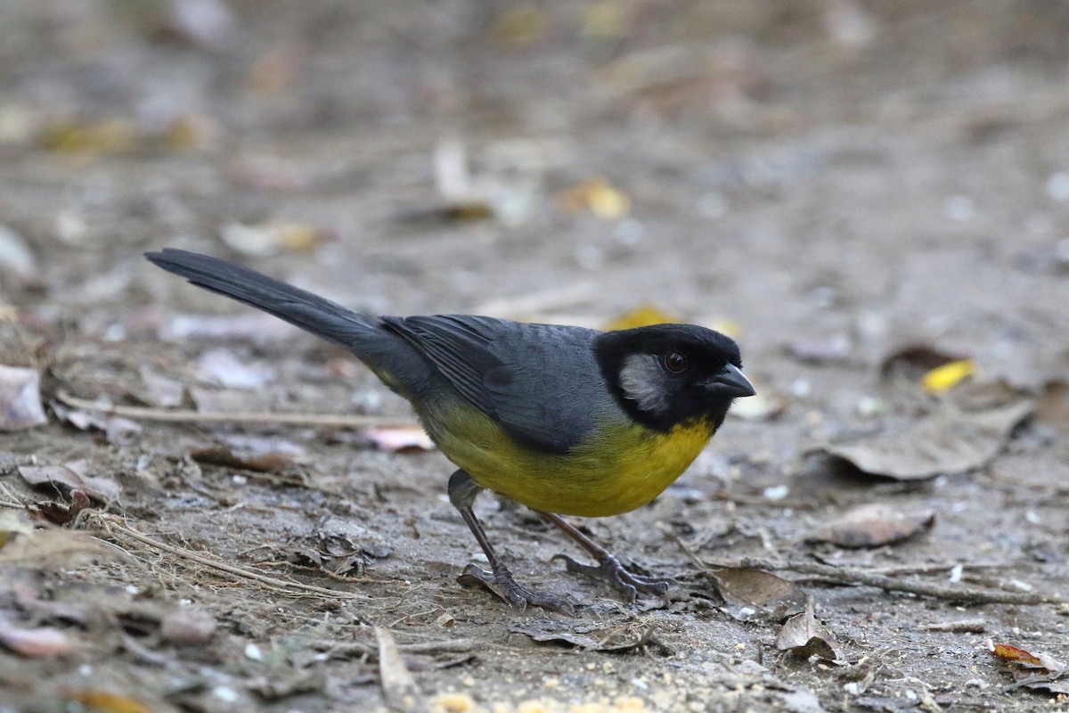 Santa Marta Brushfinch - Daniel Branch