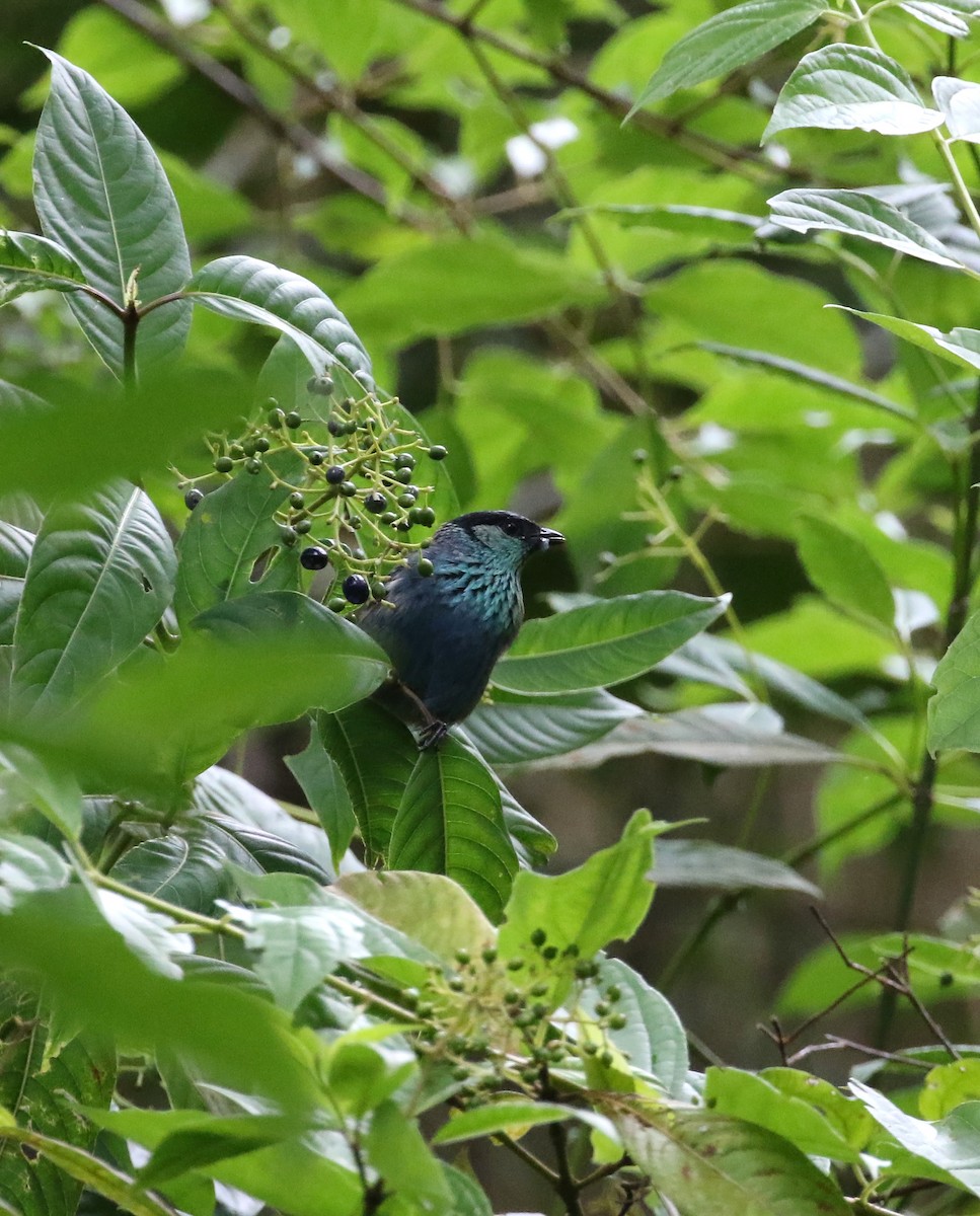 Black-capped Tanager - ML193063971