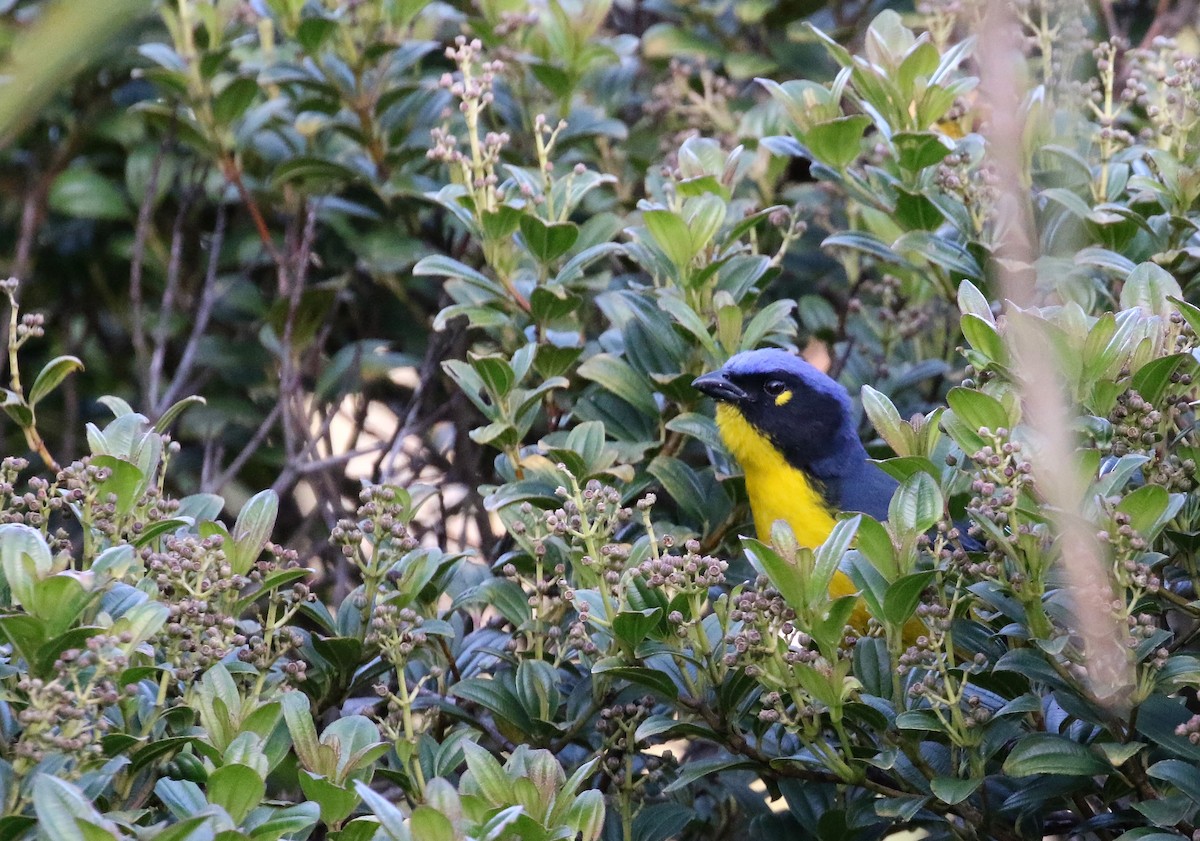 Black-cheeked Mountain Tanager - ML193064031