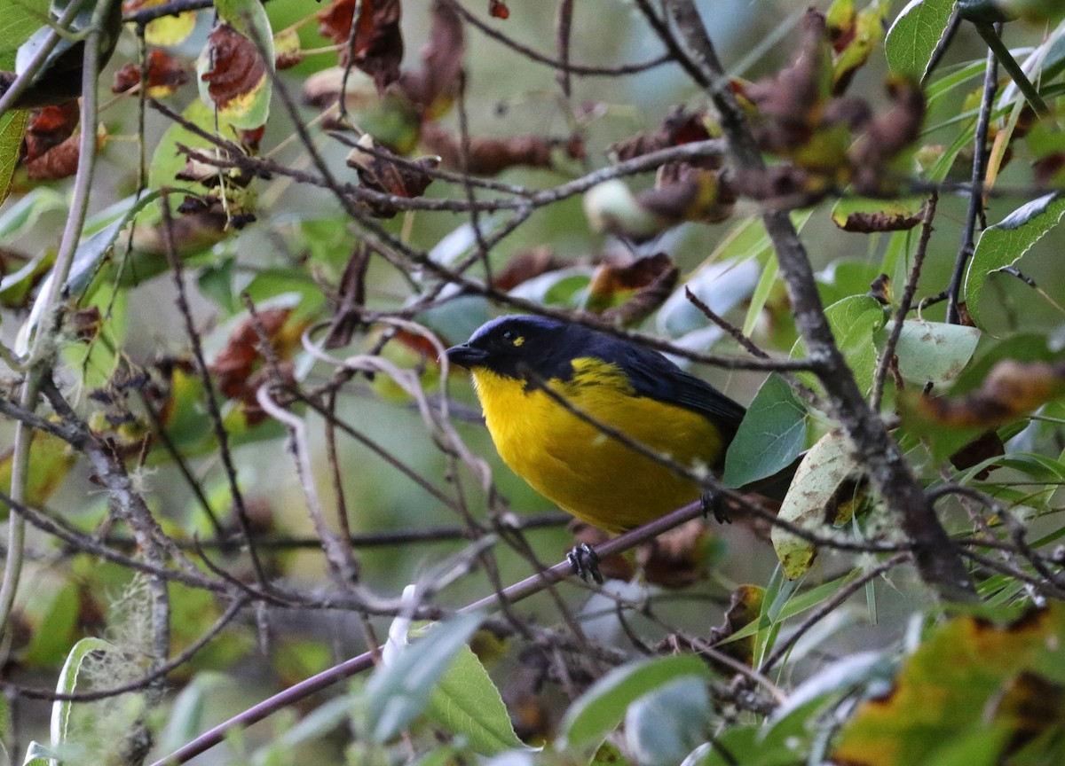 Black-cheeked Mountain Tanager - ML193064061