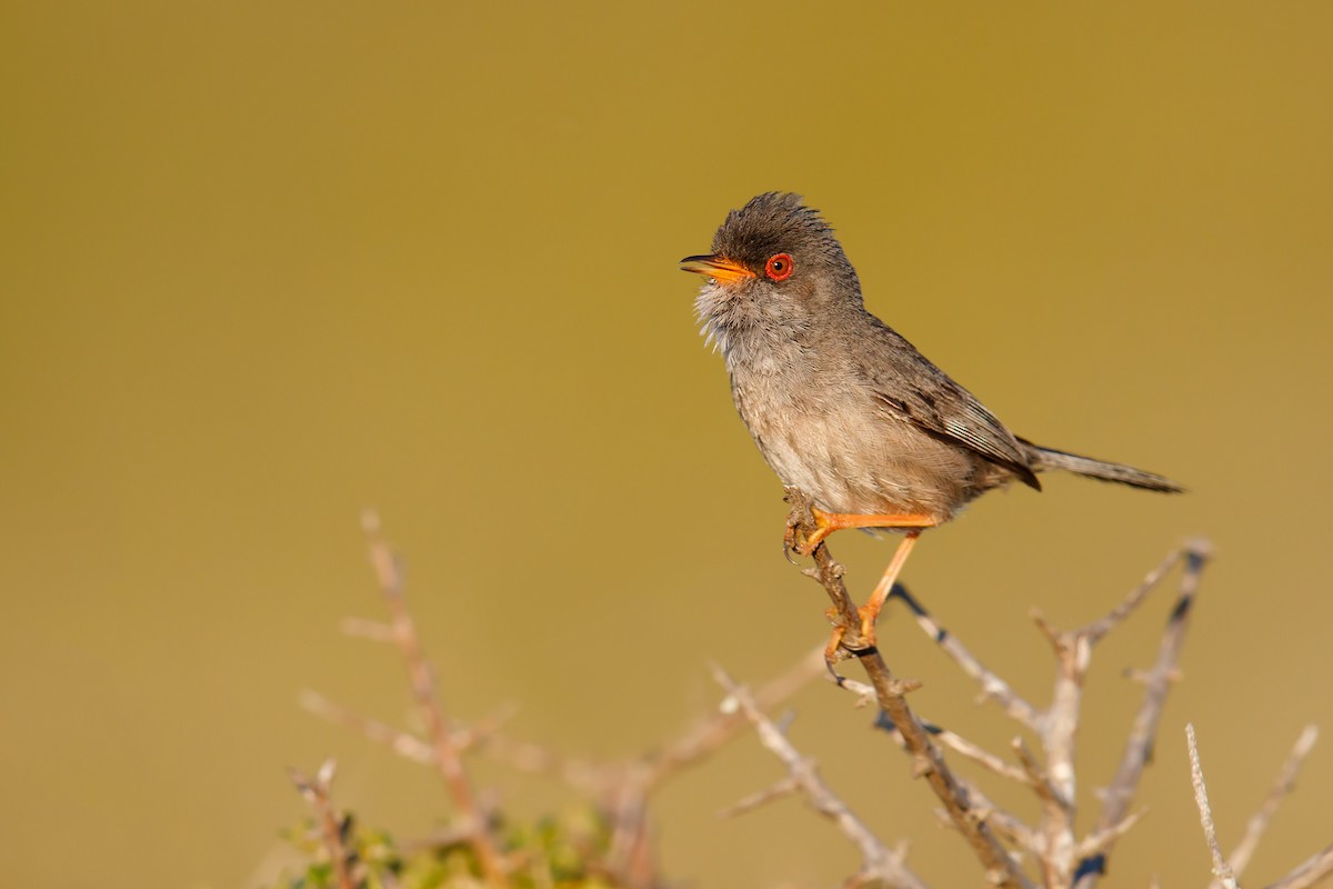 Balearic Warbler - ML193065161