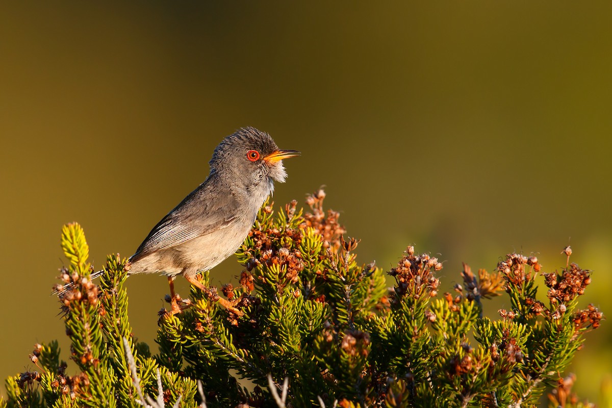 Balearic Warbler - ML193065171