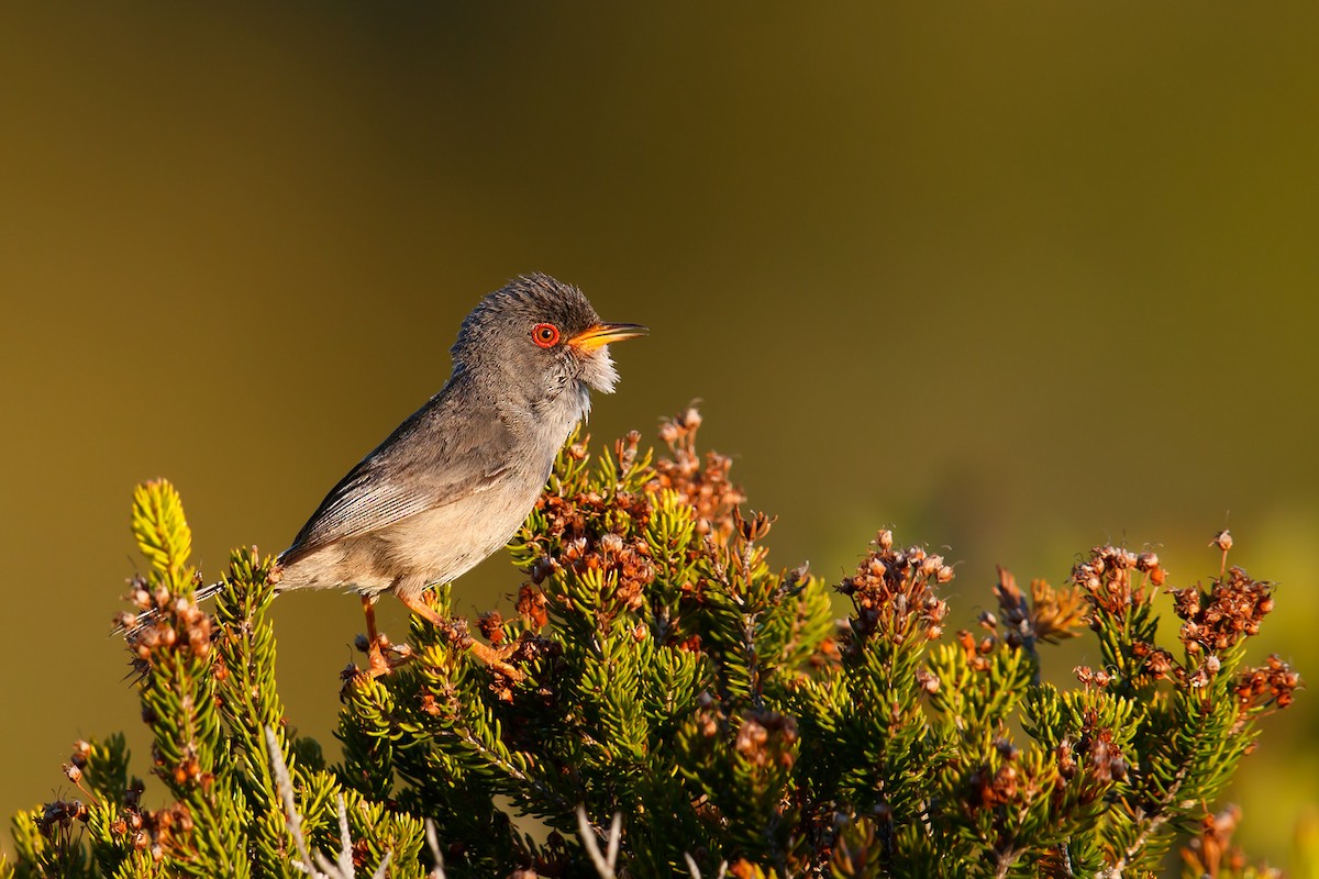 Balearic Warbler - ML193065171