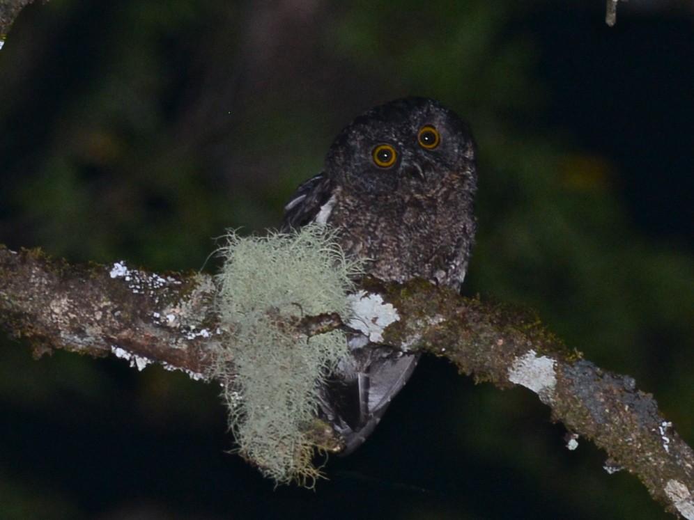 Comoro Scops-Owl - ML193065181