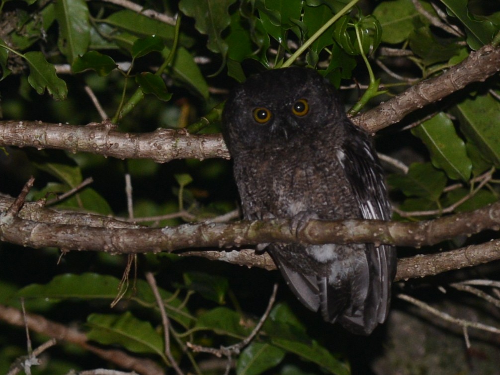 Comoro Scops-Owl - Alan Van Norman