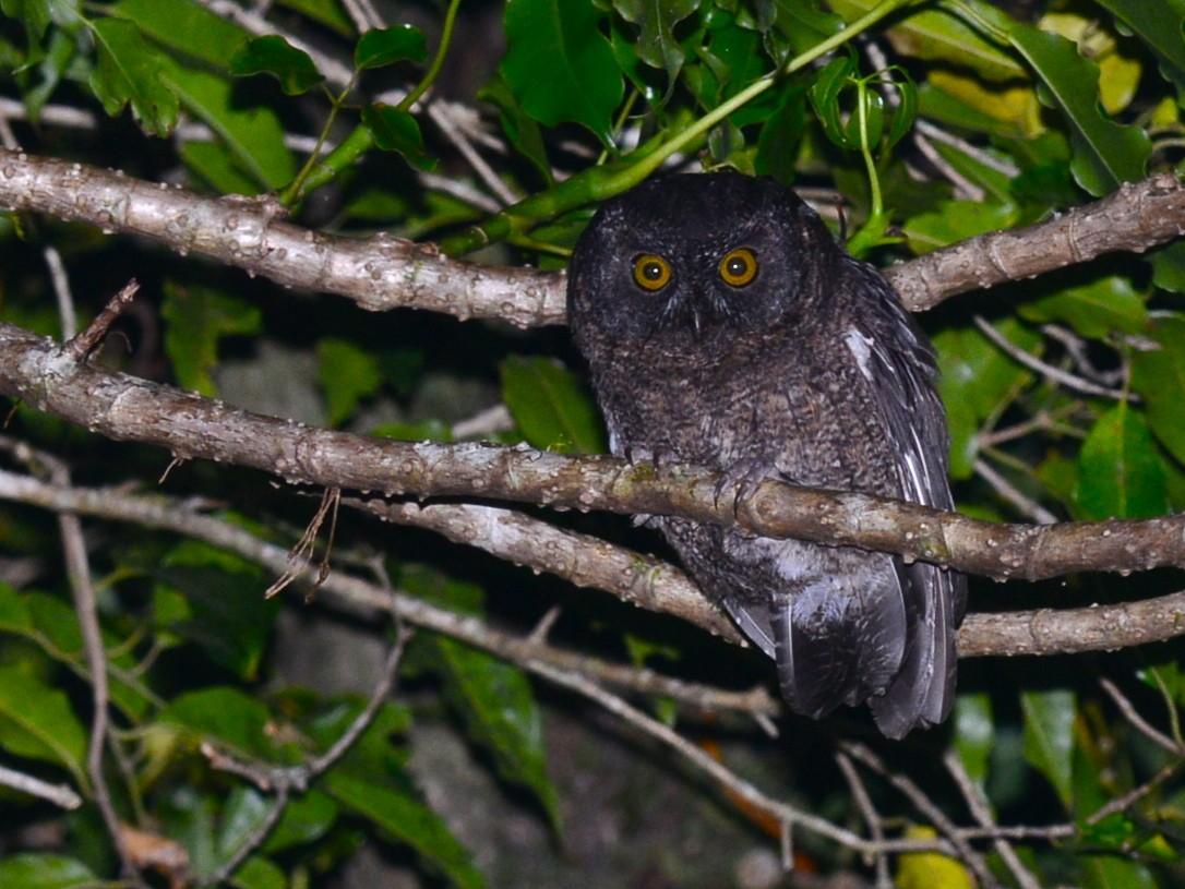 Comoro Scops-Owl - Alan Van Norman