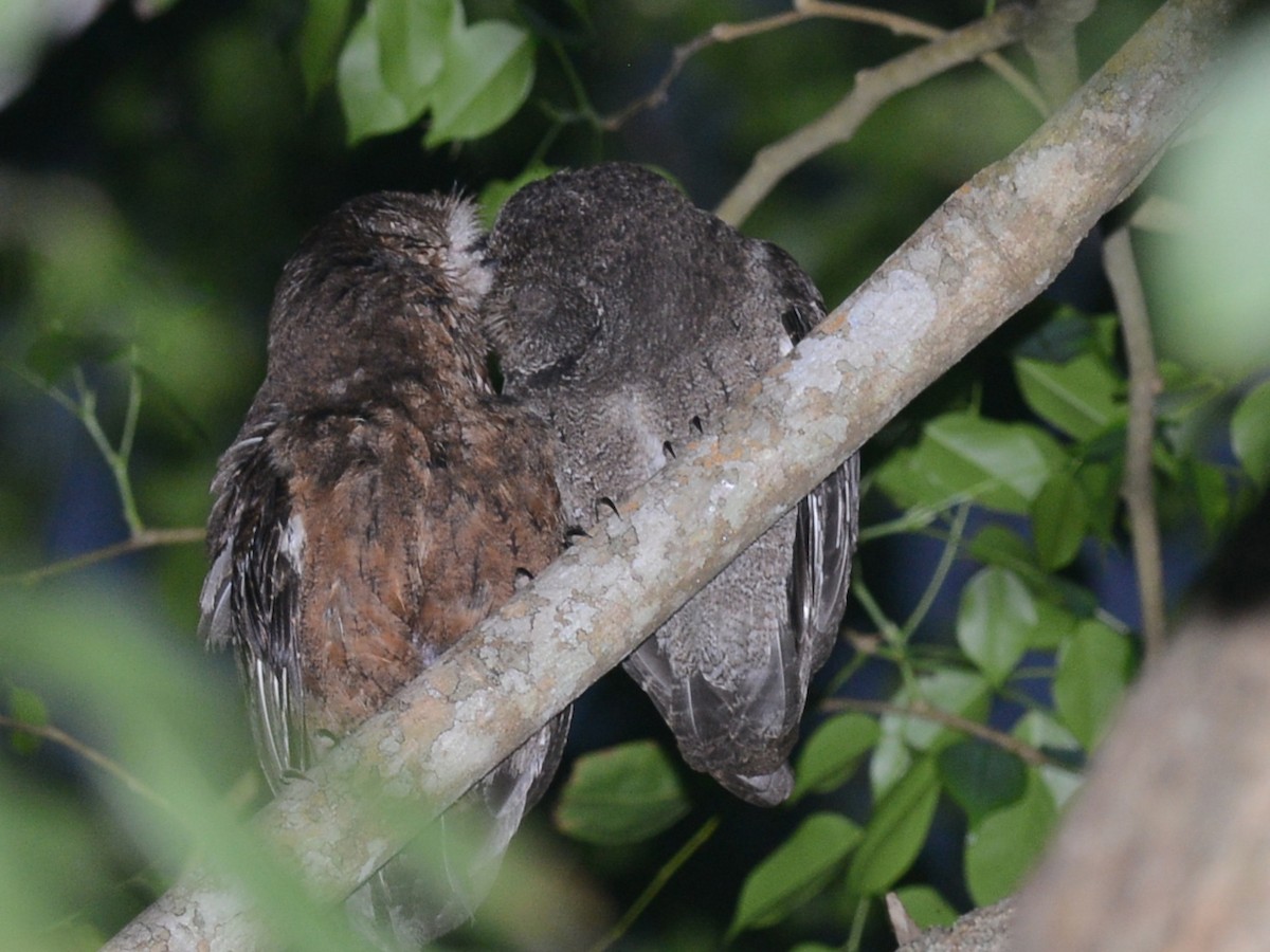 výreček mohelijský - ML193065681