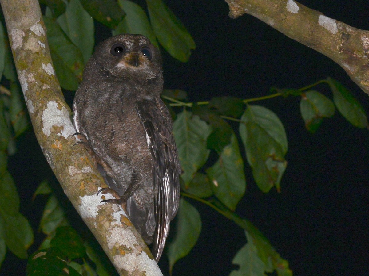 výreček mohelijský - ML193065701