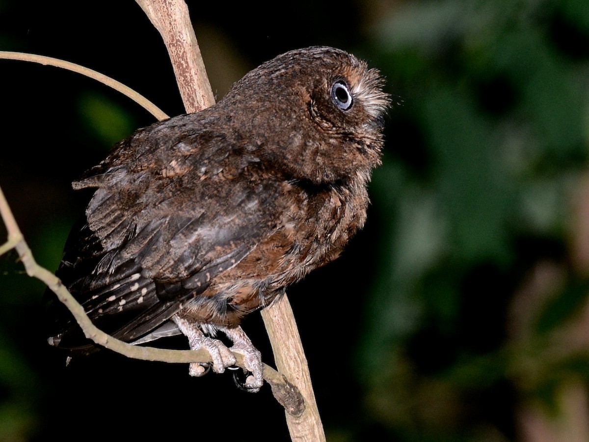 výreček mohelijský - ML193065771